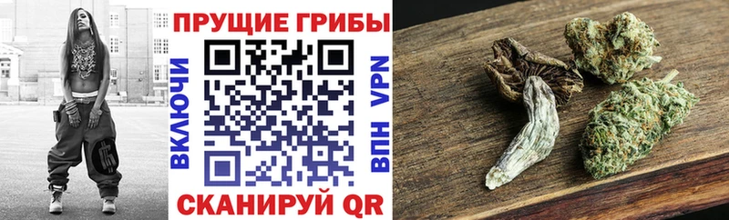 Купить закладки Багратионовск Псилоцибиновые грибы Psilocybine cubensis